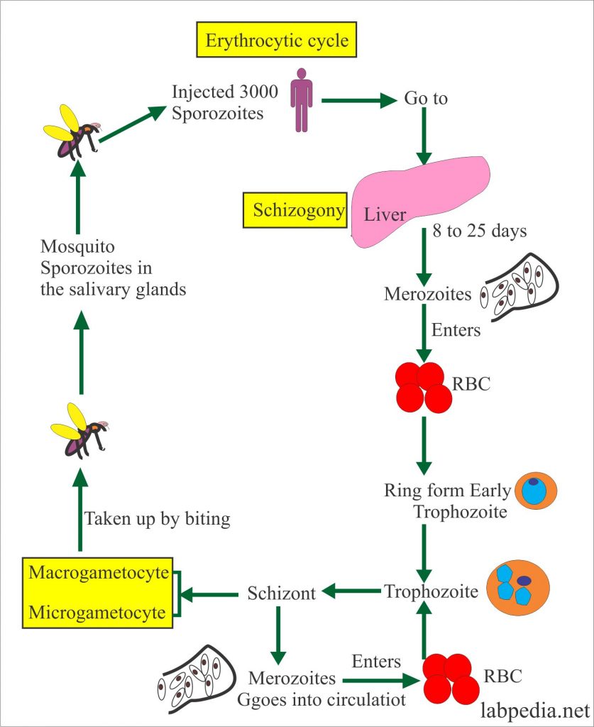 Malarial Parasite Erythrocytic Cycle
