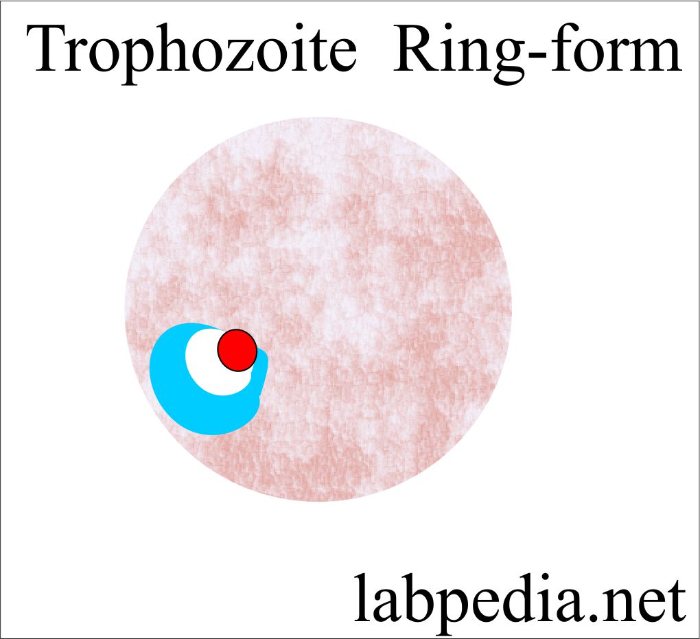Trophozoite ring form