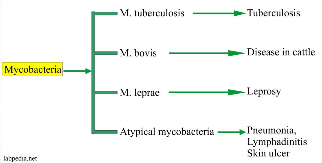 Types of Mycobacteria