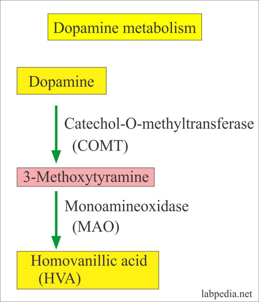 Dopamine Metabolism