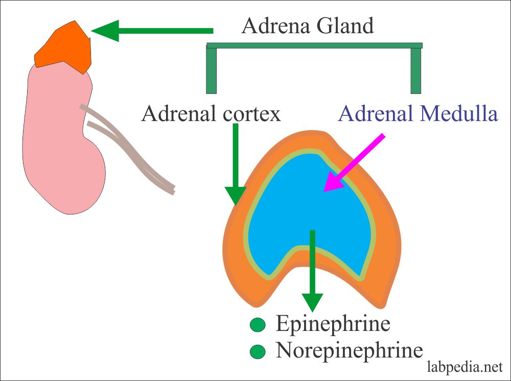 Adrenal gland Location and Hormones