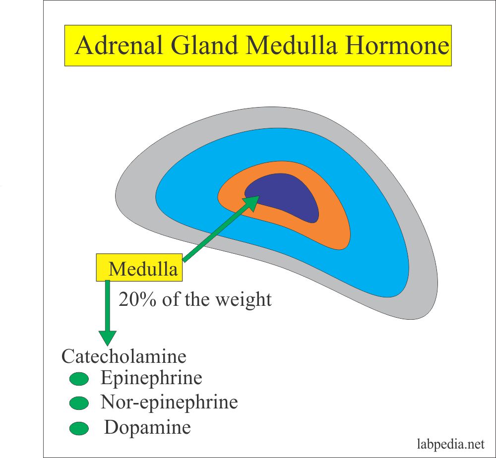 Adrenal gland Medulla Hormones Adrenal gland Medulla Hormones