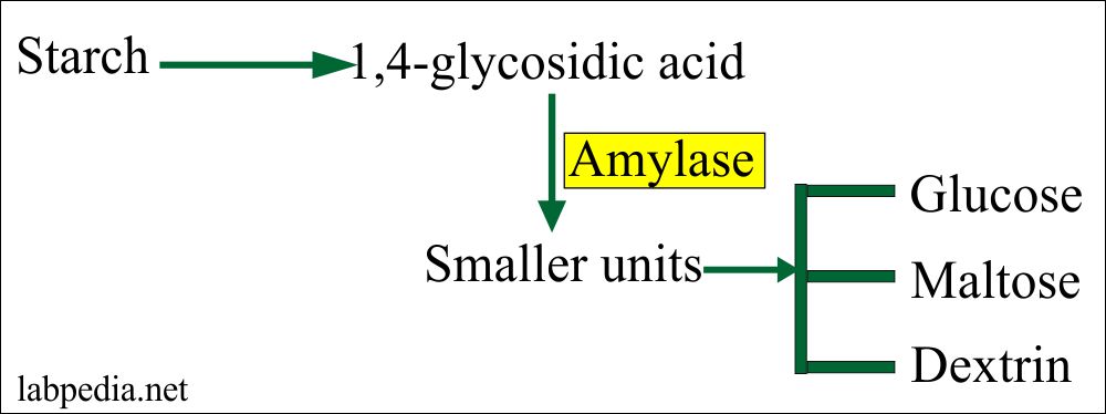 The function of the Amylase