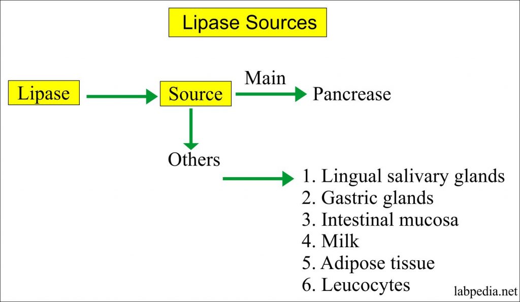 Sources of Lipase