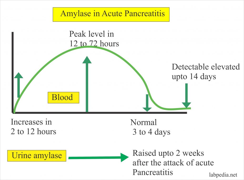 Amylase level in the Acute Pancreatitis