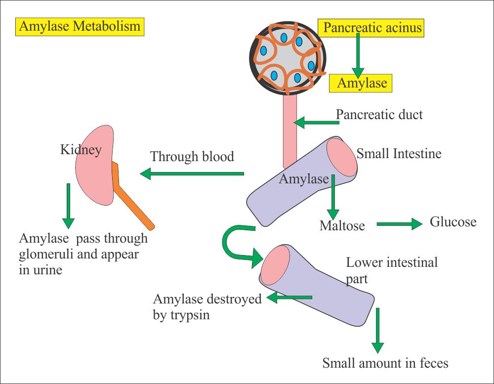 Amylase Metabolism
