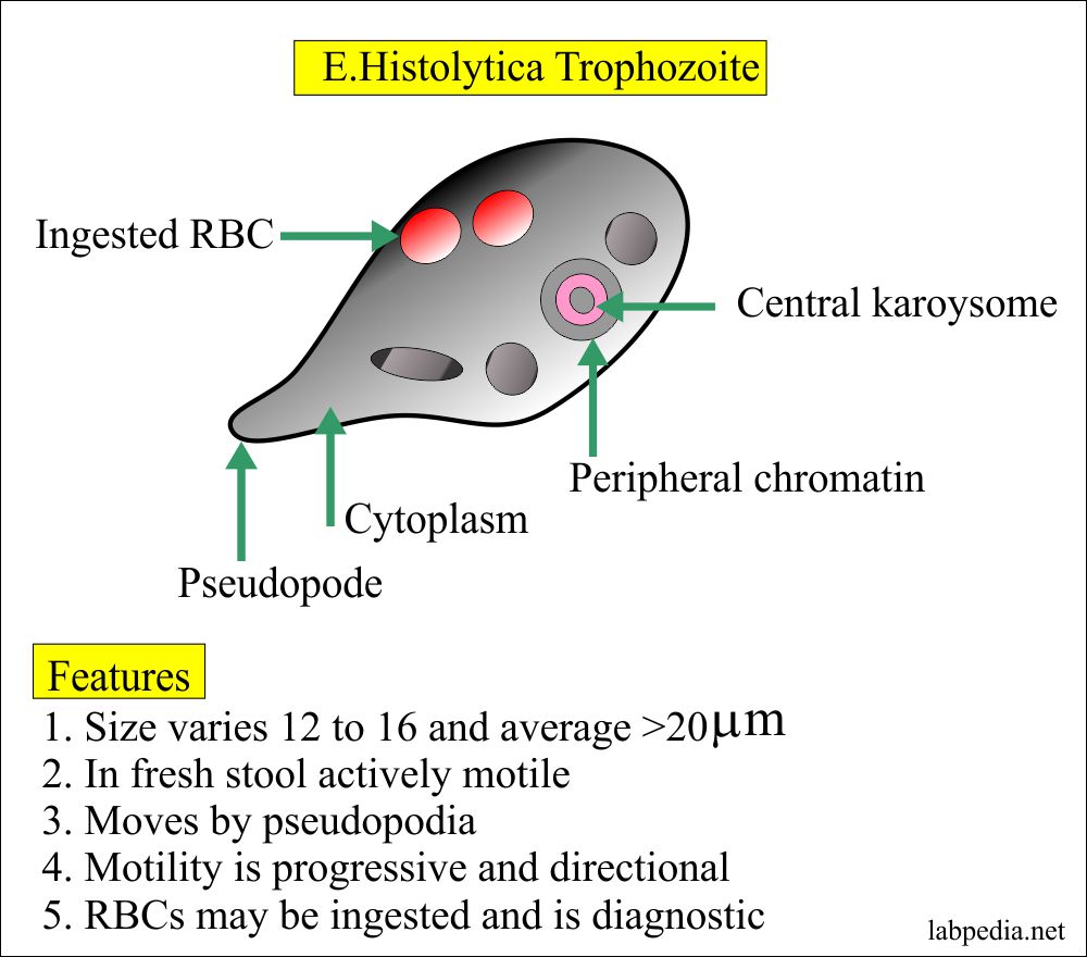 Entamoeba Histolytica Trophozoite Features