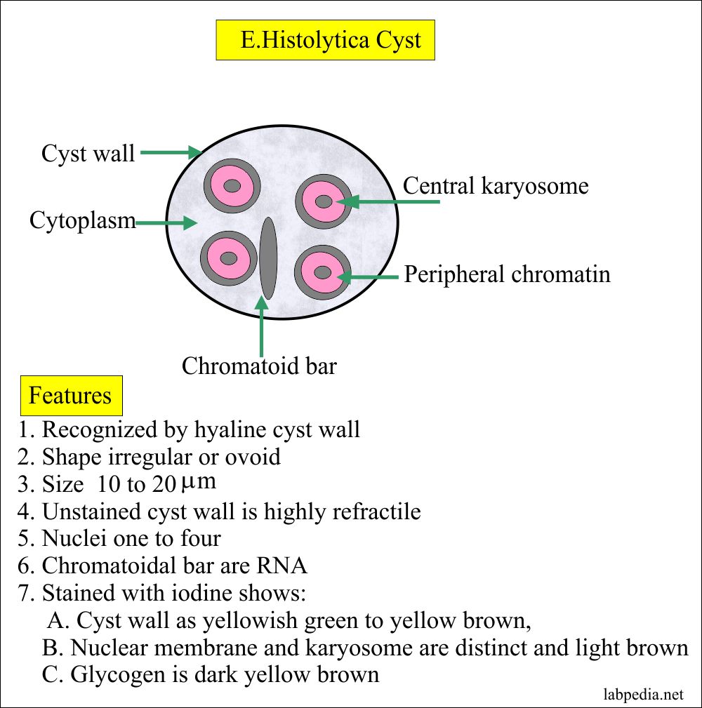 Entamoeba Histolytica Cyst features
