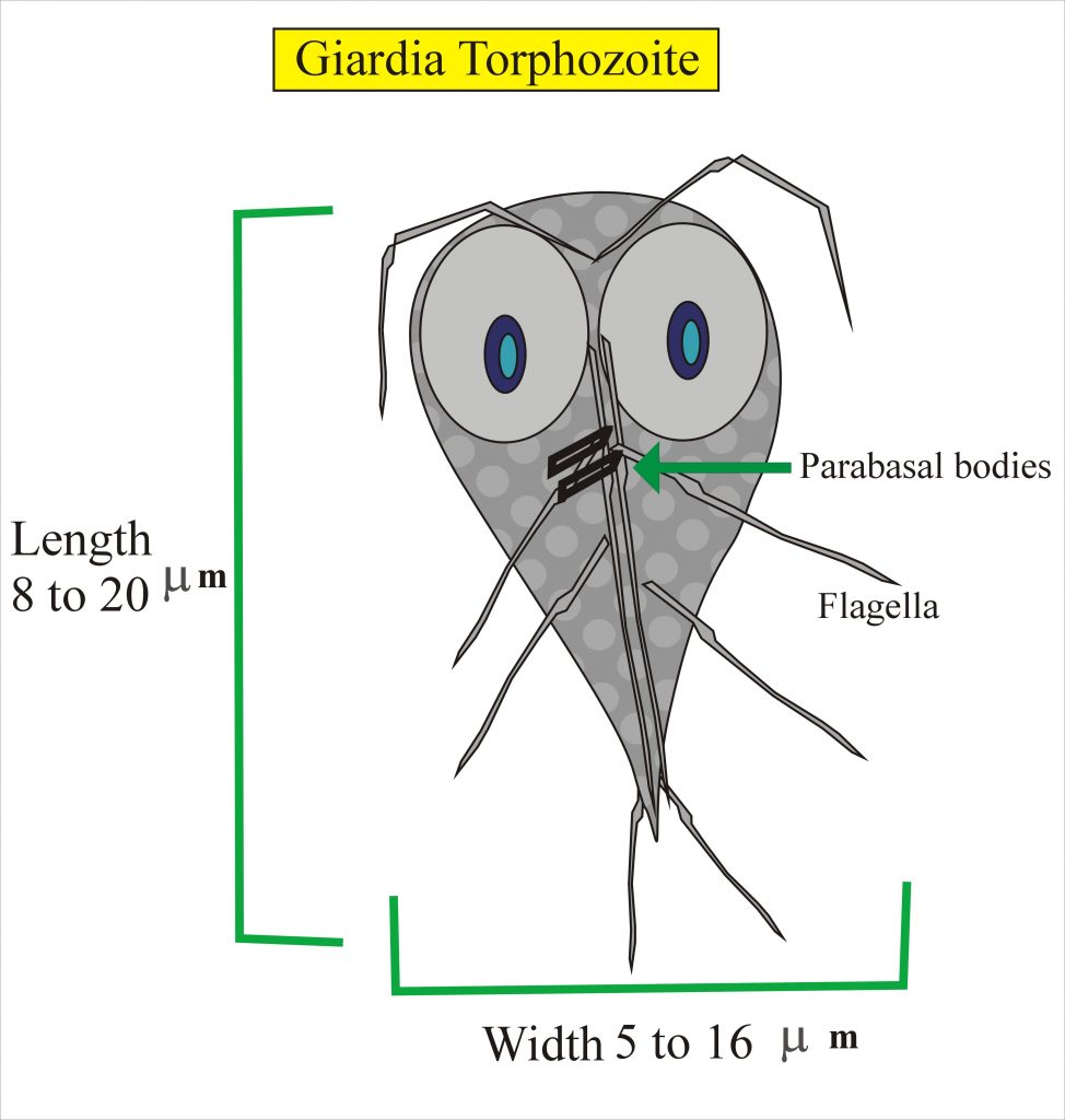 Giardia Trophozoite with Human Look 
