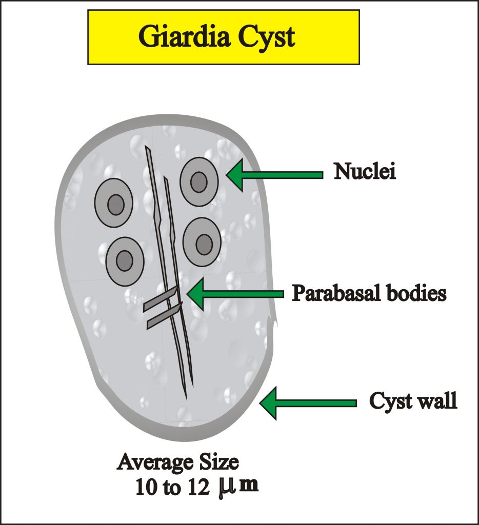 Giardia Cyst Giardia Cyst