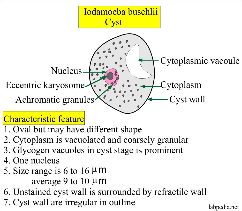 Iodamoeba Buschlii Cyst Features Iodamoeba Buschlii Cyst Features