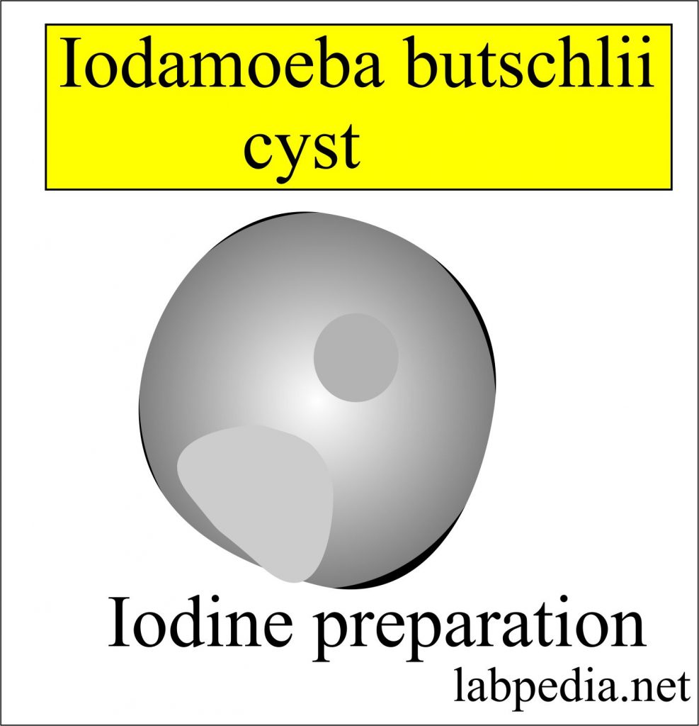 Iodamoeba Buschlii Cyst 