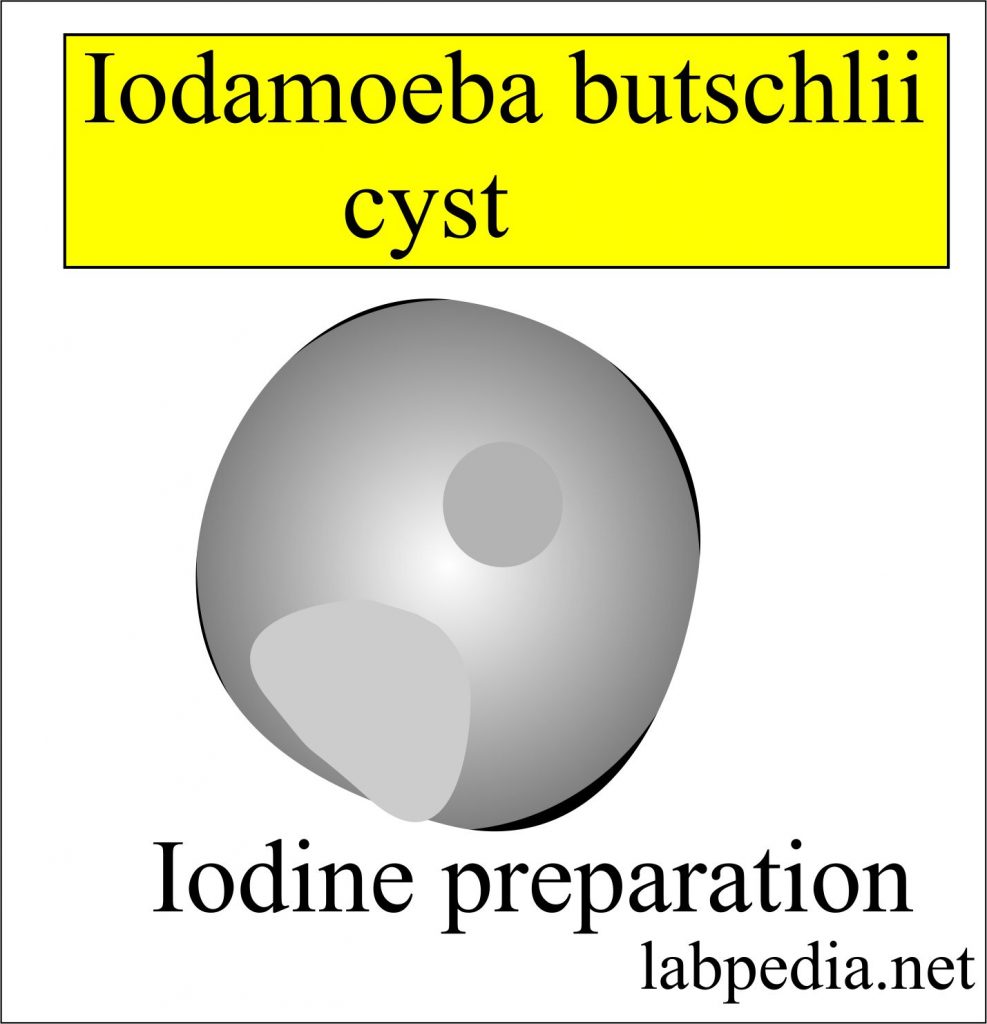 Iodamoeba Buschlii Cyst Iodamoeba Buschlii Cyst
