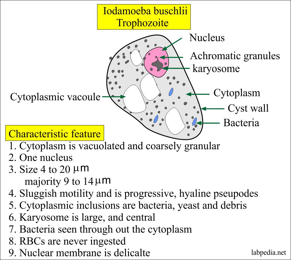 Iodamoeba Buschlii Trophozoite Features