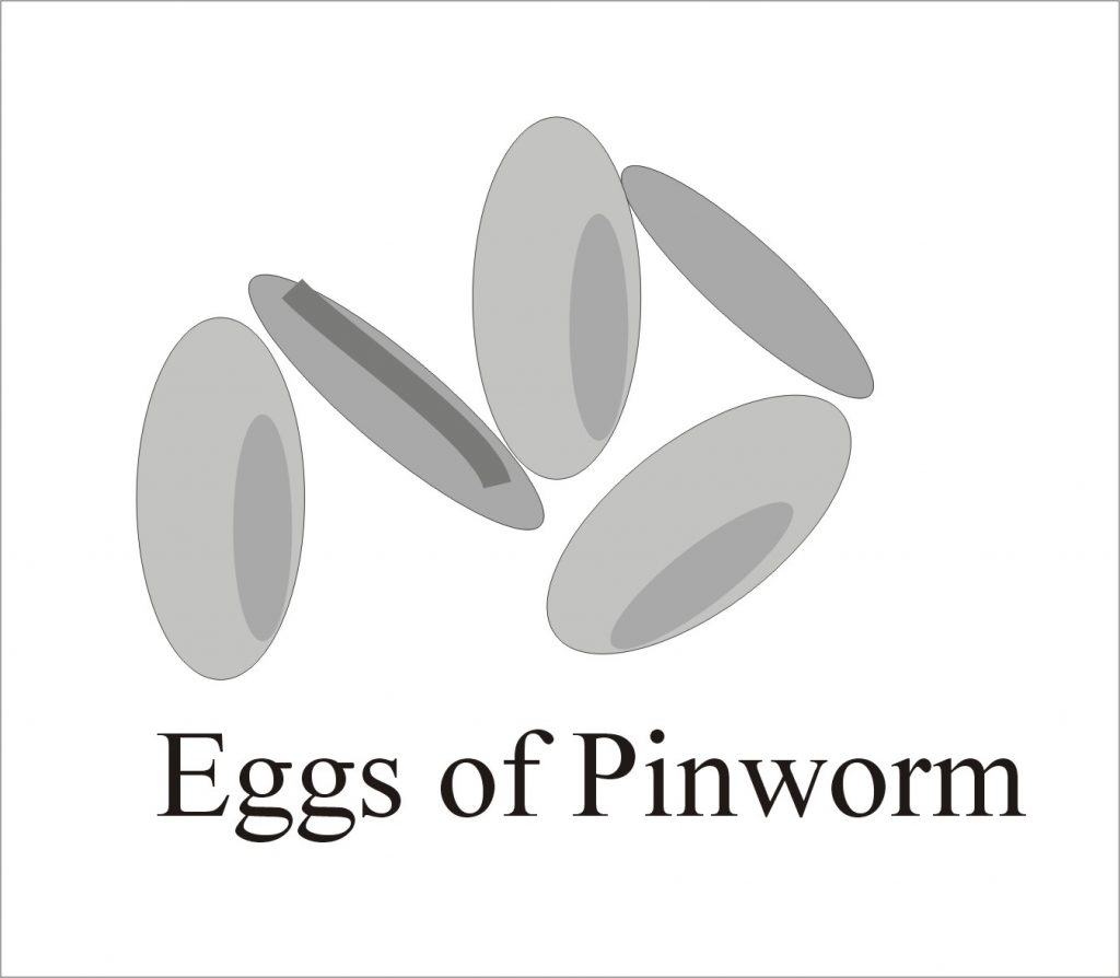 Pin worm Eggs