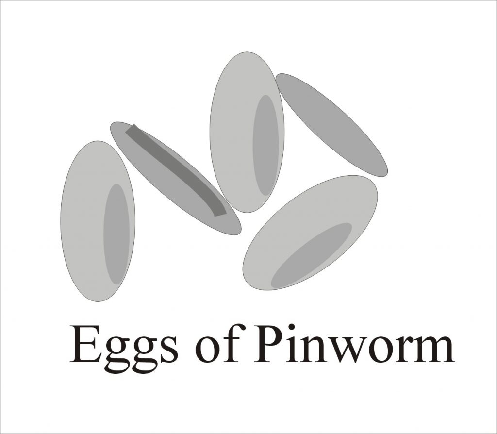 Pin worm Eggs Pin worm Eggs