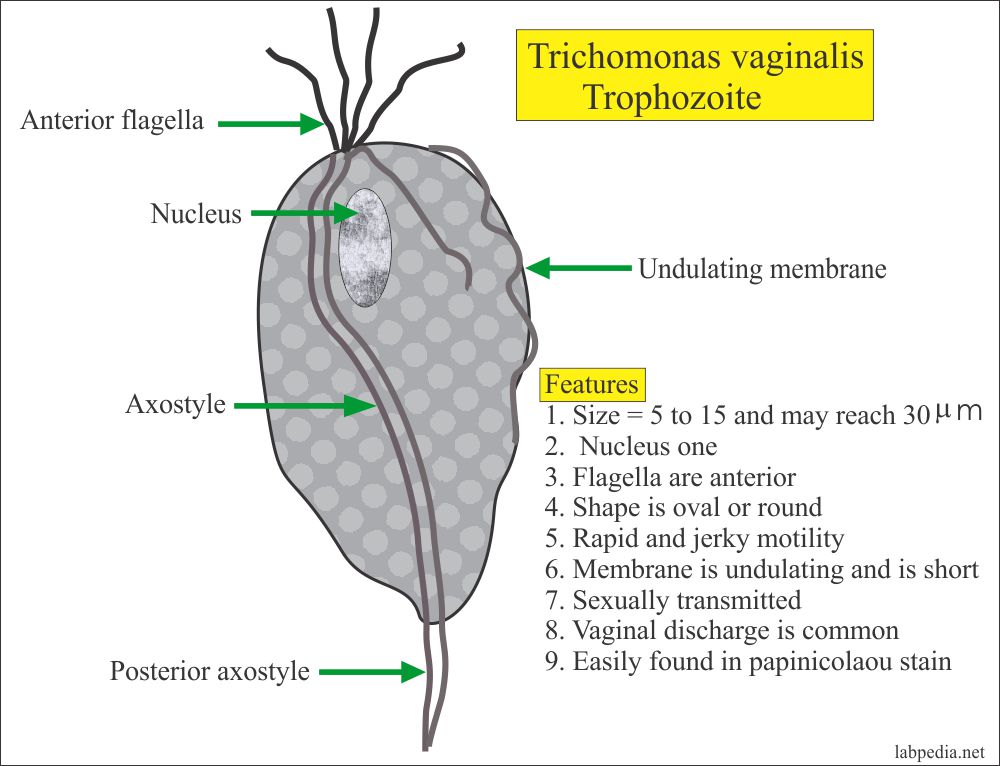 Parasitology, Common Parasites (parasites pictures)