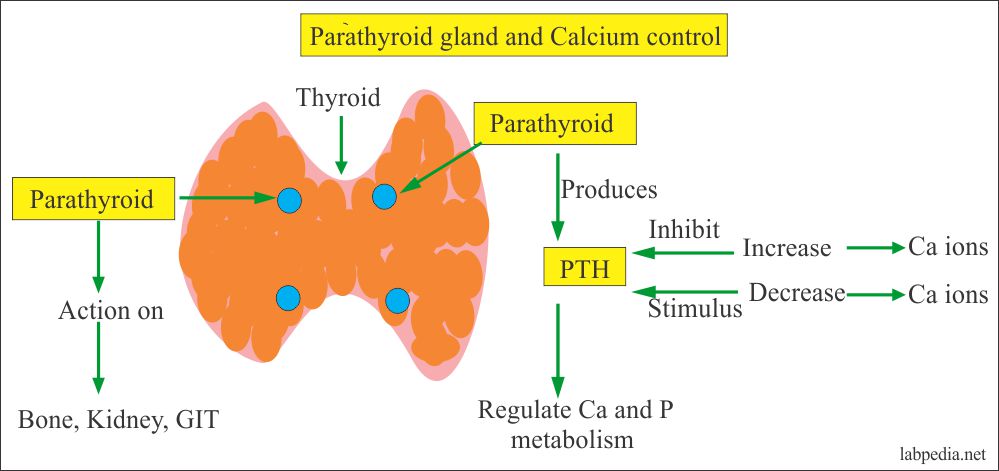 Parathyroid Hormone Role in Calcium Regulation