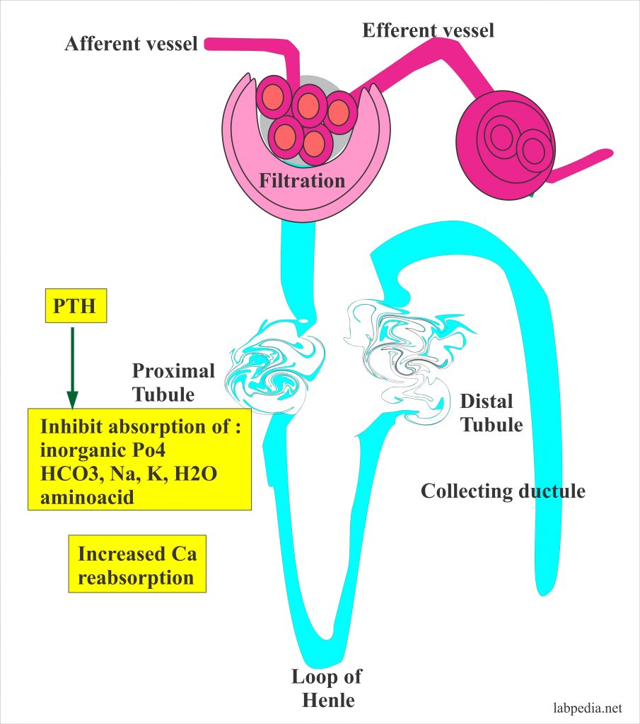Parathyroid Hormone Role in Calcium and Phosphate