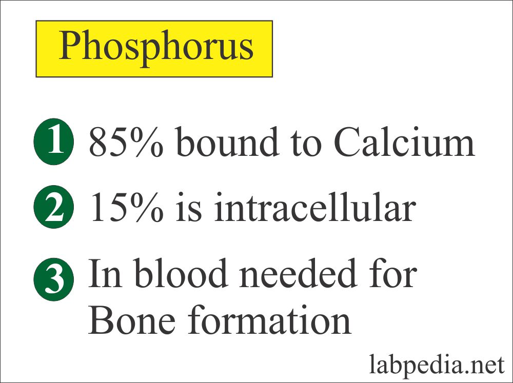 Phosphorus Distribution in the body