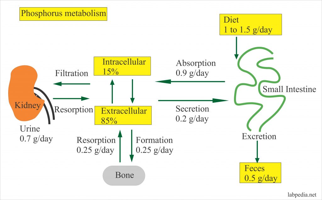Phosphorus metabolism in the body