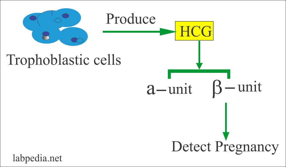 Pregnancy test (BetaHCG), HCG