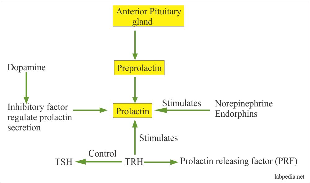 Prolactin Hormone and its Function