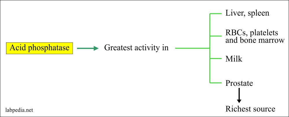 Prostatic Acid Phosphatase (PAP), Acid Phosphatase