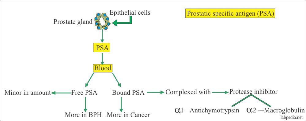 Prostatic Specific Antigen (PSA)