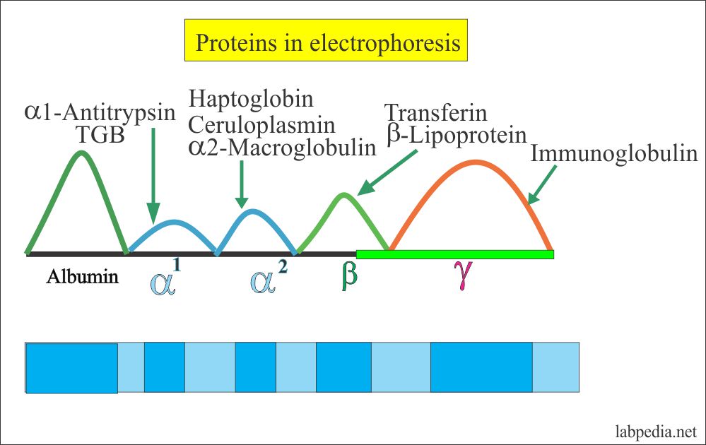Serum Protein Electrophoresis