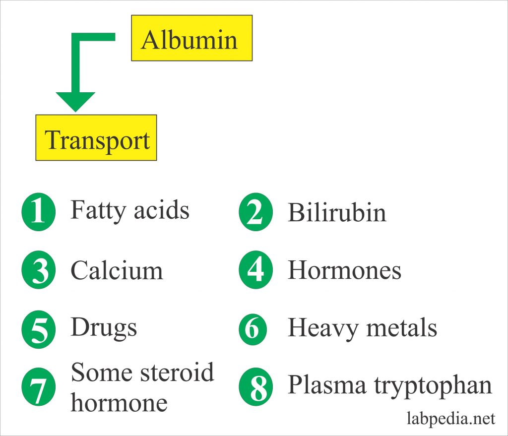 Albumin as transport Protein Albumin as transport Protein