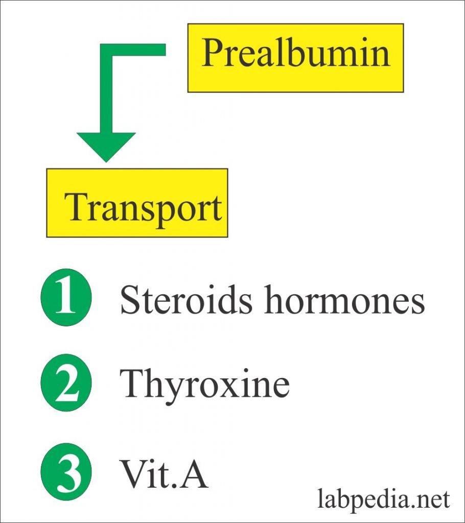 Prealbumin as transport Protein