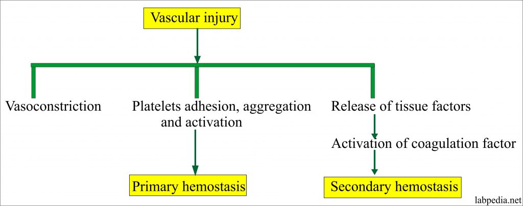 Clotting Mechanism and Pathways Clotting Mechanism and Pathways