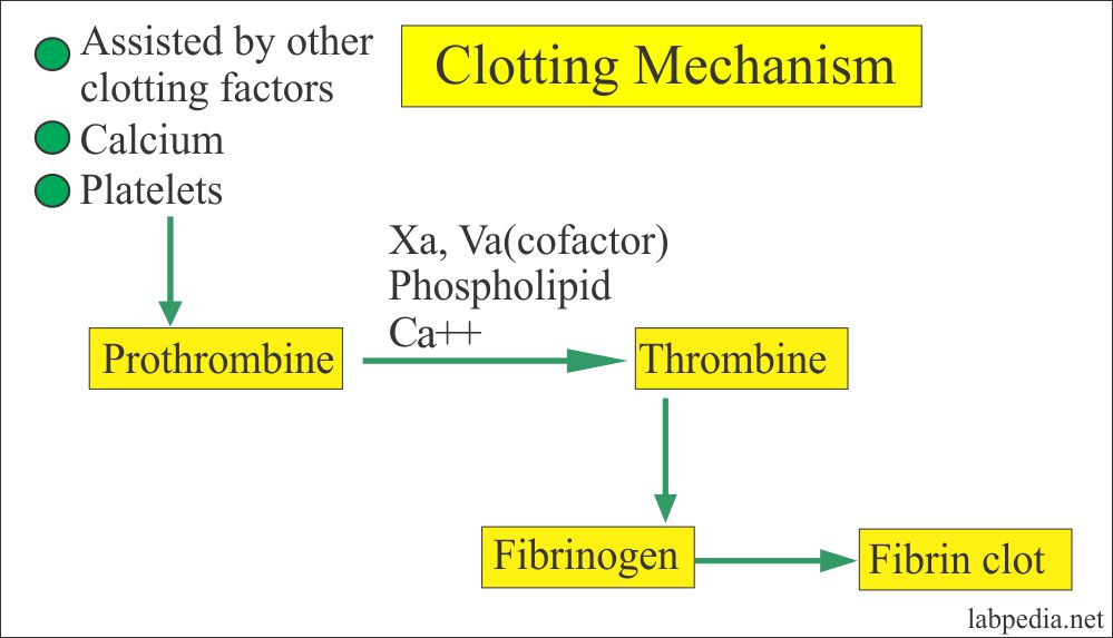 Clotting Mechanism