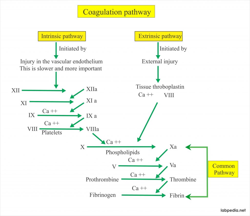 Prothombin Time (PT )