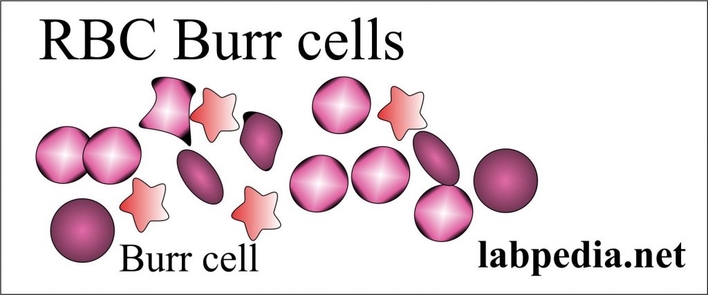 Burr cells
