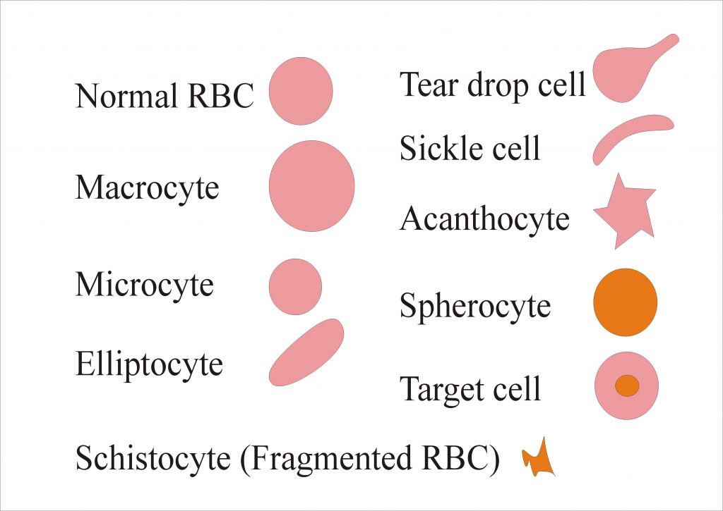 Blood Smear Cell Types