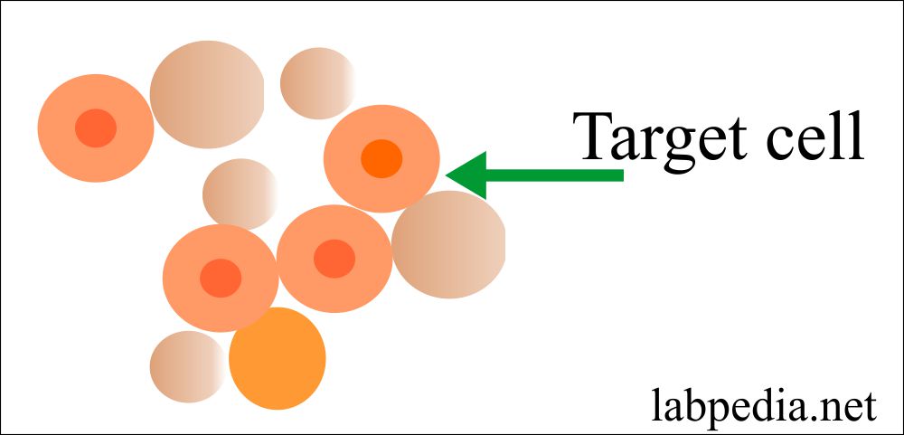 Target cells Target cells