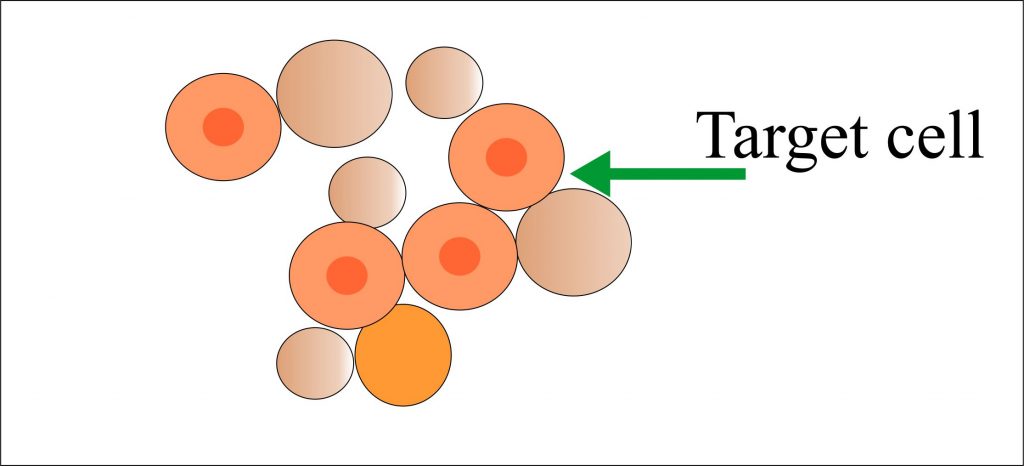 Target cells Target cells