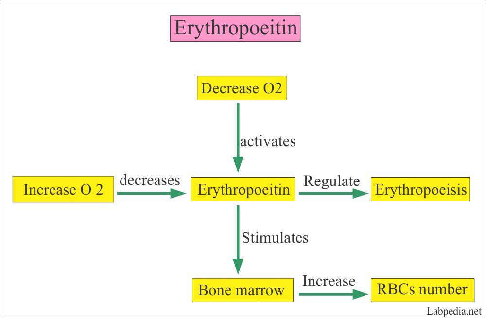 Red Blood Cell (RBC) Part 4 Erythropoiesis, Red blood cell Count