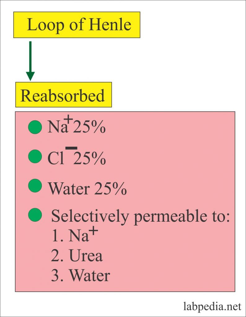 Renal Function Tests Renal Parameters Part 1 Labpedia Net