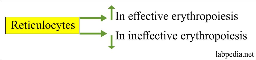 Reticulocytes in Erythropoiesis Reticulocytes in Erythropoiesis
