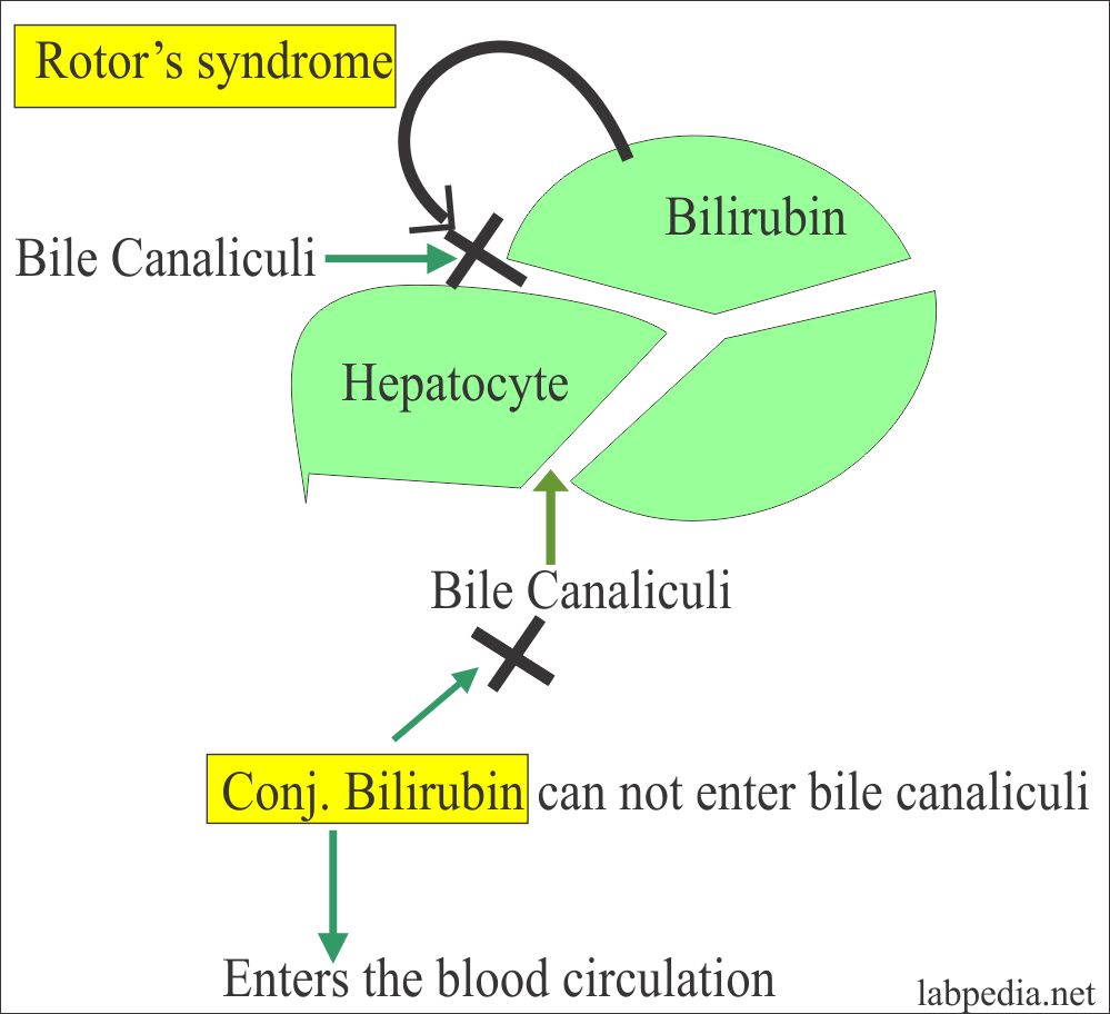 Rotor's Syndrome Mechanism 