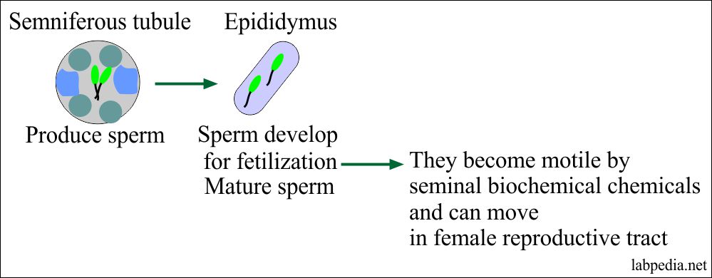 Spermatogenesis and Sperm can move in a female genital tract Spermatogenesis and Sperm can move in a female genital tract