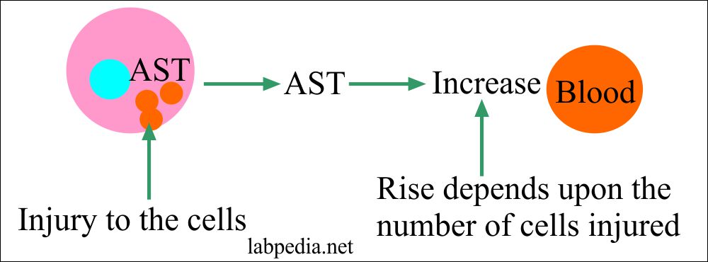 SGOT amount depends upon the number of cells injured SGOT amount depends upon the number of cells injured