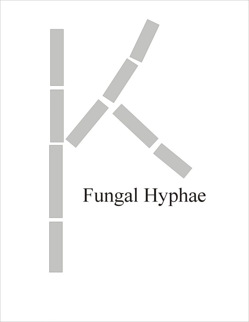 Fungal Hyphae