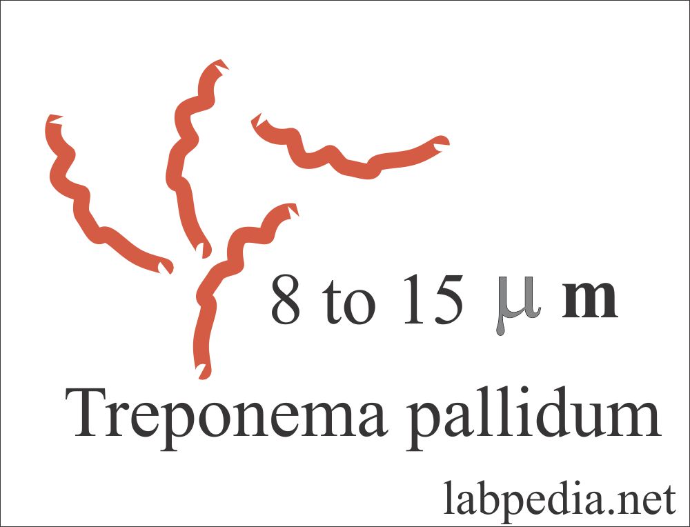 Treponema Pallidum is like a corkscrew shape