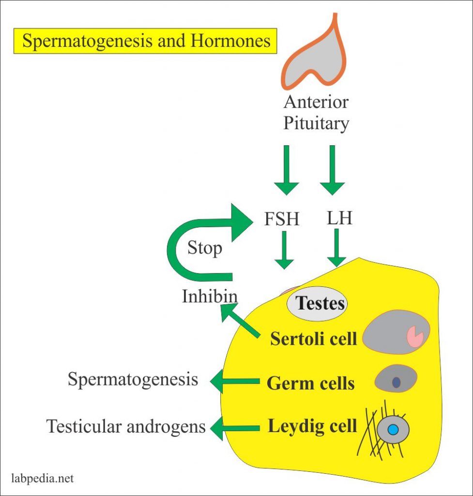 Spermatogenesis and Hormone Effects