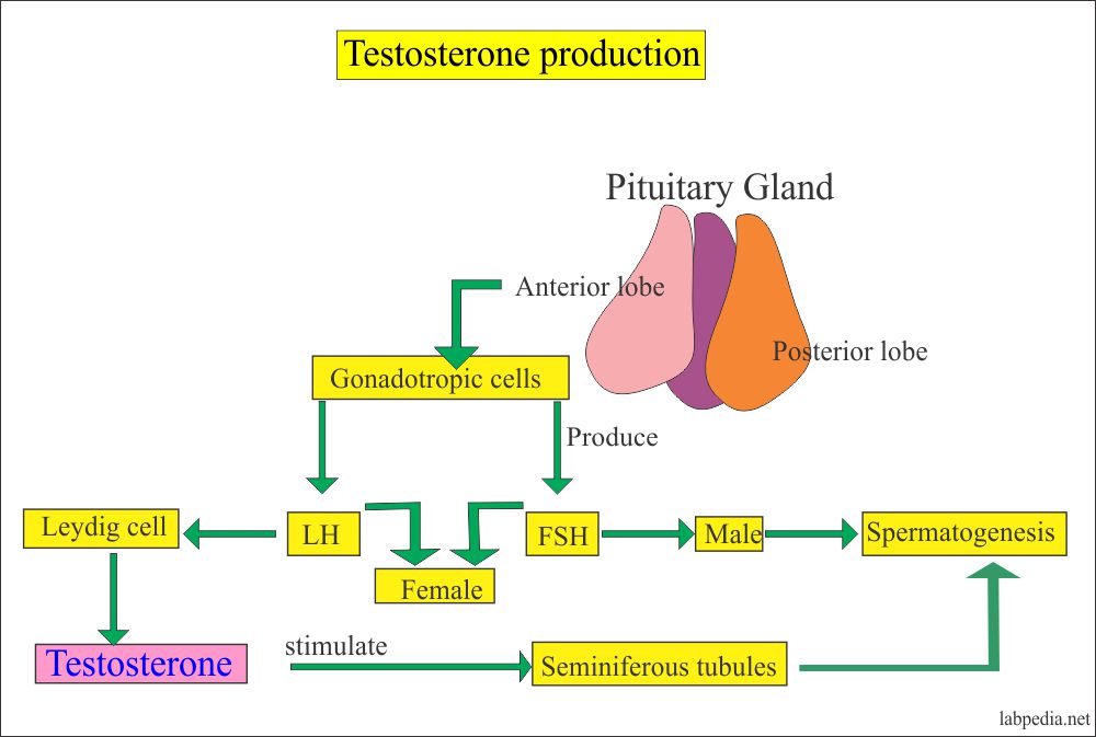 Testosterone Production