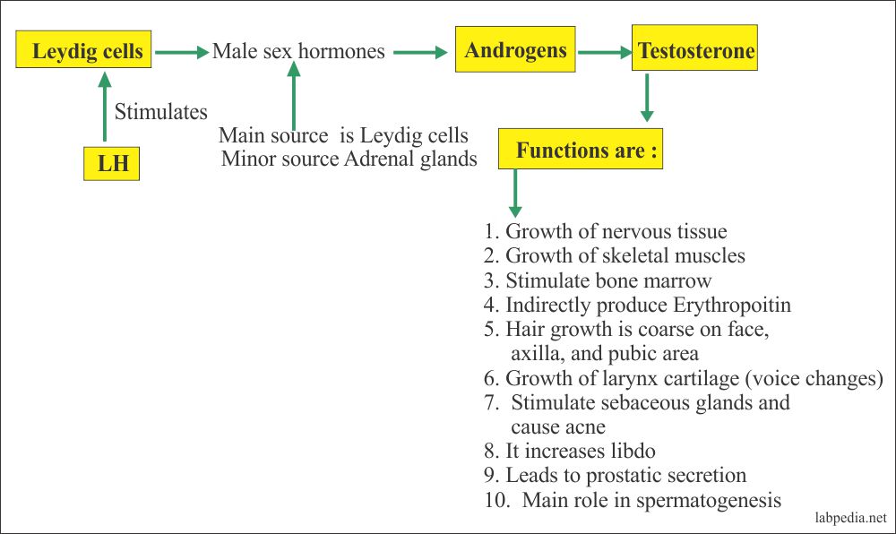 Testosterone Functions